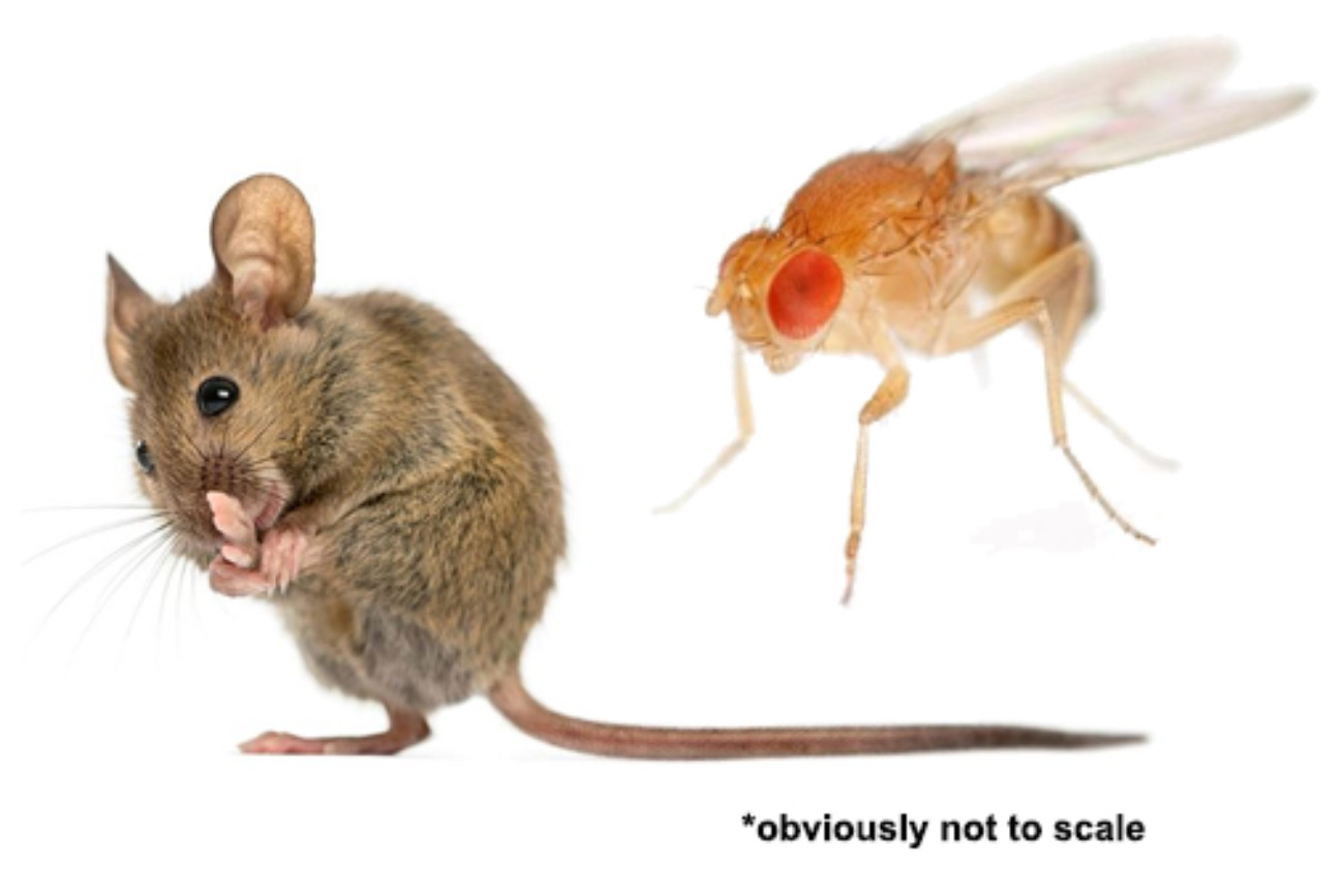 I use both mice and drosophila to study sleep and pain.